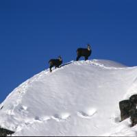 la faune du parc national des Ecrins