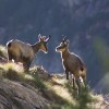 Chamois dans le Parc National des Ecrins