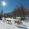 Chiens de traineau