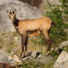 Animaux en Vallouise