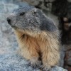 Marmotte en Vallouise
