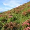 Rhododendrons