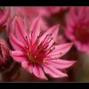 Joubarbe à toile d'araignée – Sempervivum arachnoideum – au col du Bal en Vallouise